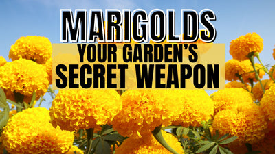 Marigolds- Your Garden's Secret Weapon!