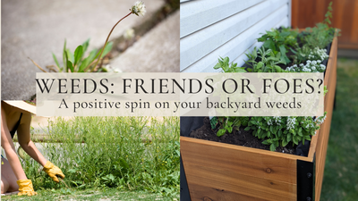 Weeds: Friends or Foes?