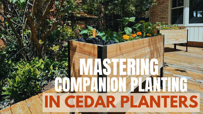 Mastering Companion Planting in Cedar Planters