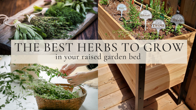 The Best Herbs To Grow In Raised Garden Beds