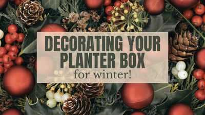 Decorating your Planter Box for Winter