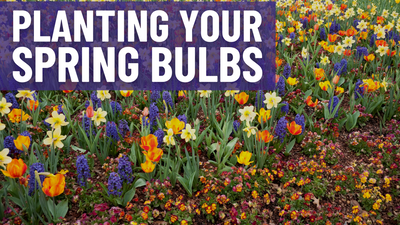 Planting Spring Bulbs In The US