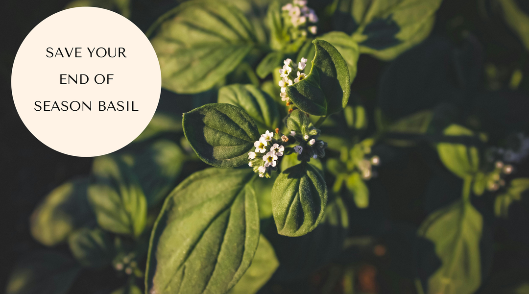 Too Much Basil? Here's What to Do With Your Harvest