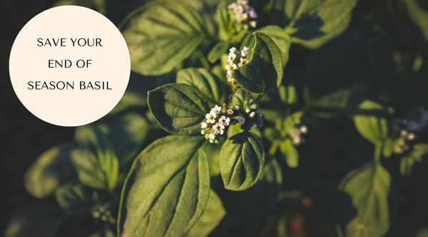 Too Much Basil? Here's What to Do With Your Harvest