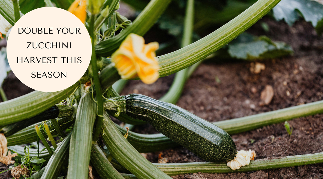 Why Isn't My Zucchini Producing More Fruit?
