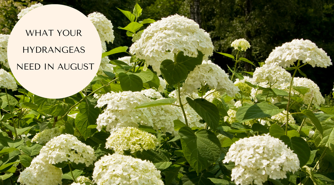 What Hydrangeas Need in August to Protect Blooms