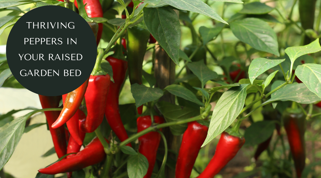 Growing Peppers in August: 5 Tips for a Bigger Harvest
