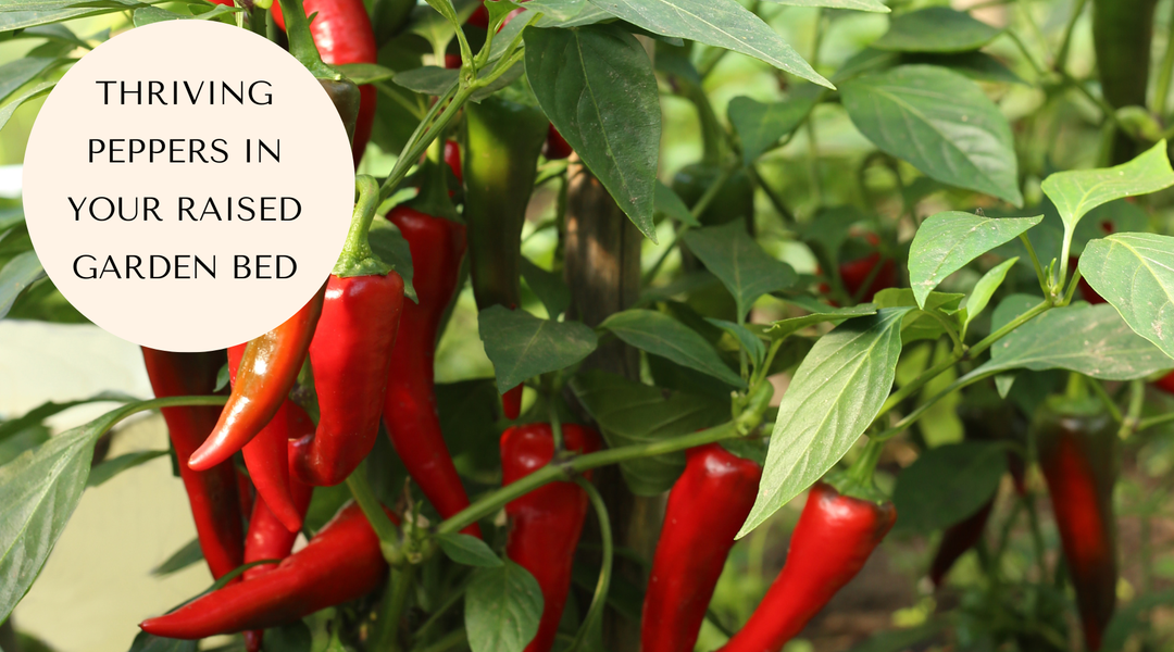 Growing Peppers in August: 5 Tips for a Bigger Harvest