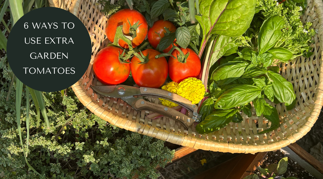 What to Do With Too Many Garden Tomatoes?