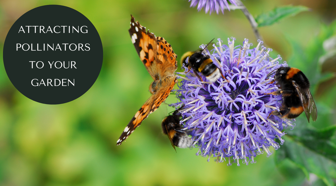 Why Pollinators Are Your Garden's Best Friend