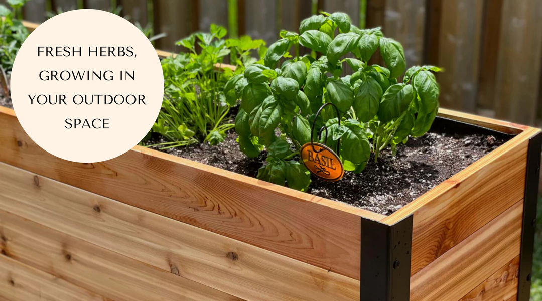 The Best Herbs to Grow in August Gardens