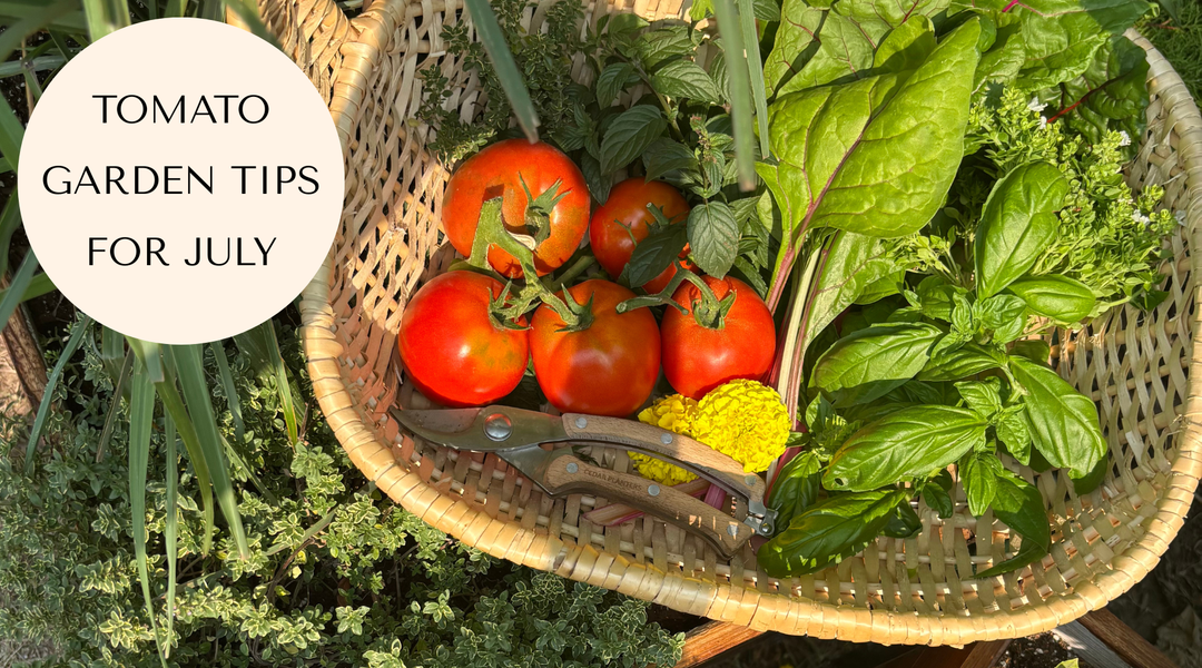 July Tomato Tasks to Keep Your Harvest Coming