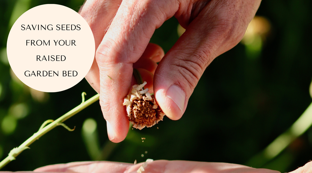 What to Do When Your Herbs Bolt and Go to Seed