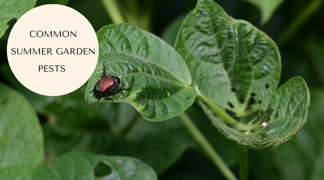 Pests to Guard Against in Summer Before They Get to Your Garden