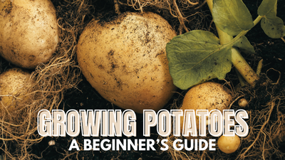 How to Grow Potatoes: A Beginner’s Guide