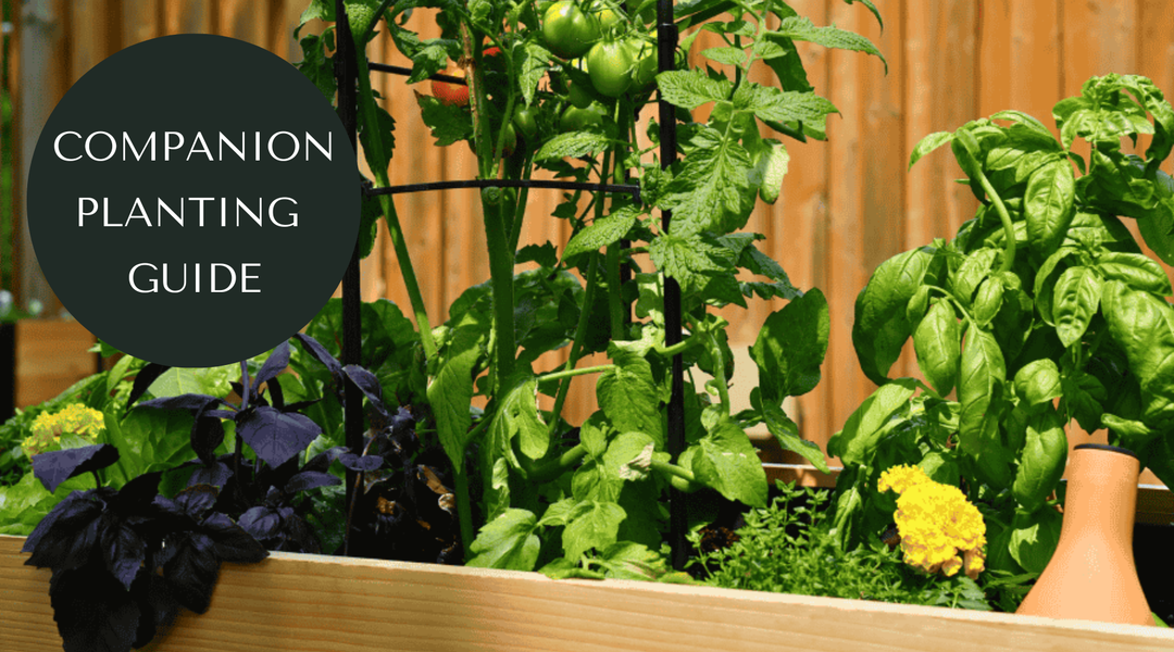 Plant Pairings: A Guide to Companion Planting in Cedar Raised Beds