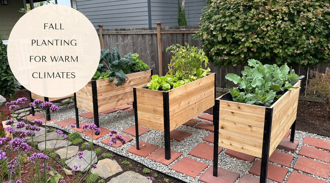 What to Plant in October When Your Summers Run Hot