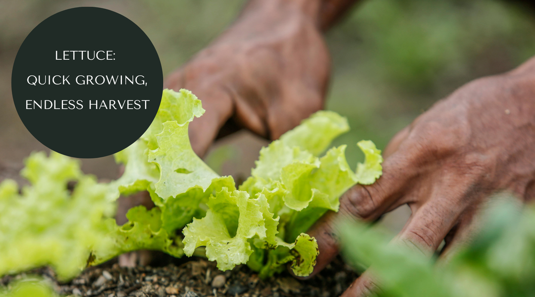 How to Grow Lettuce in a Raised Garden Bed in Under a Month