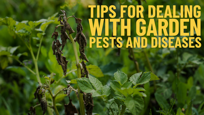 Tips For Dealing With Garden Pests & Diseases