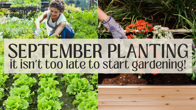 September planting: it isn't too late to start gardening!