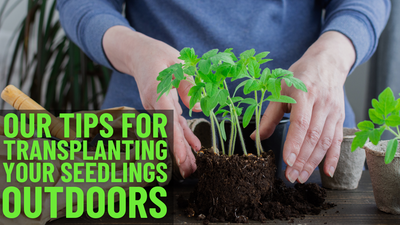 Tips For Transplanting Your Seeds Outdoors