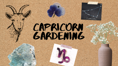 Capricorn Garden Ideas For Your Raised Garden Bed