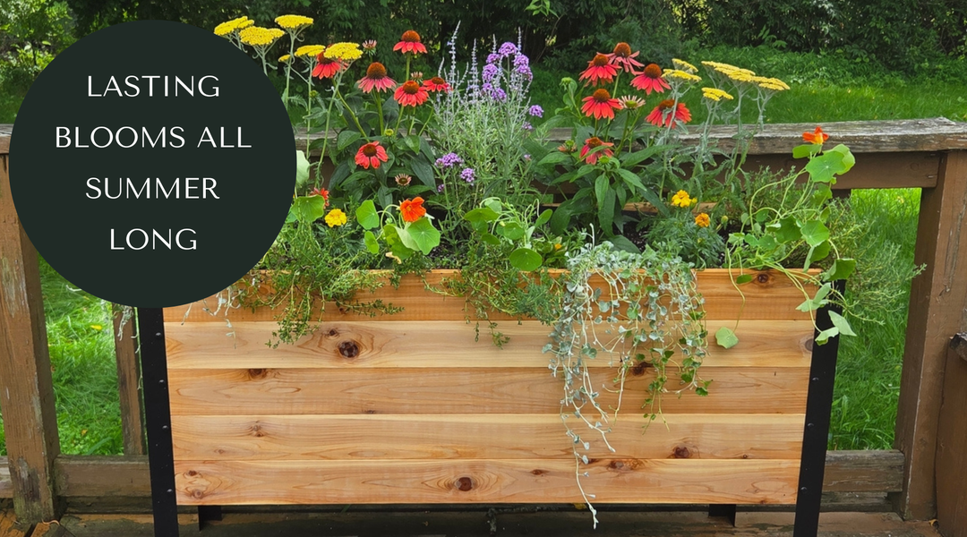 5 Flowers That Keep Blooming All Summer — Without Deadheading