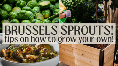 How to grow Brussels Sprouts in your raised garden bed