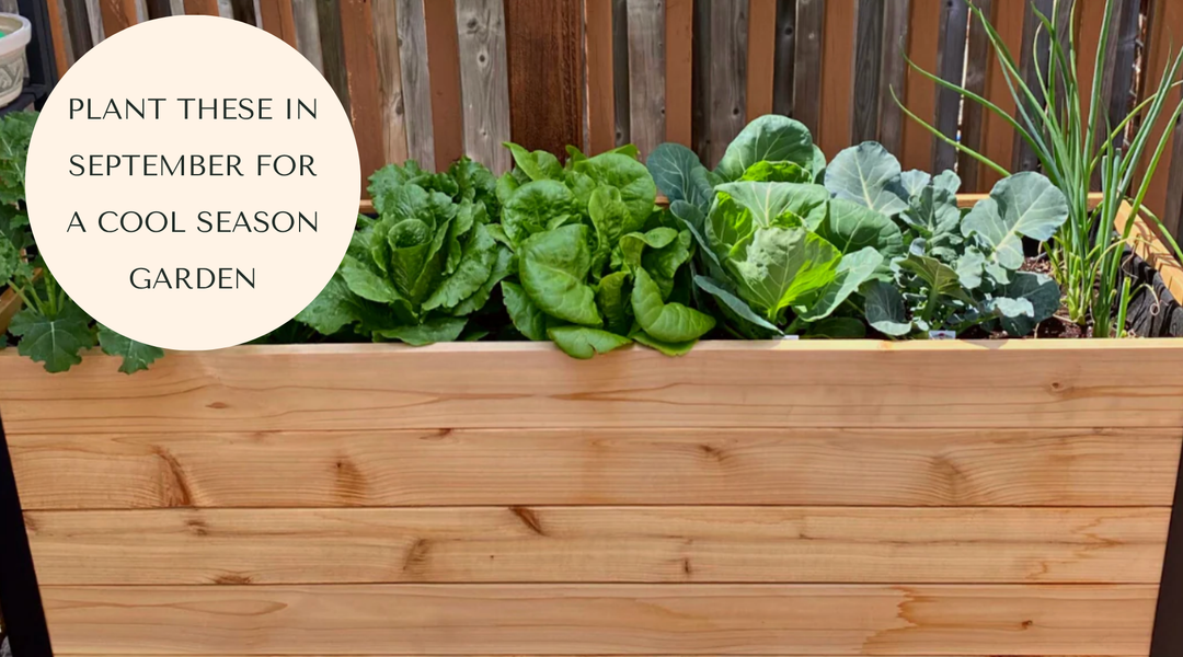 6 Hardy Vegetables to Plant in September for a Fall Garden