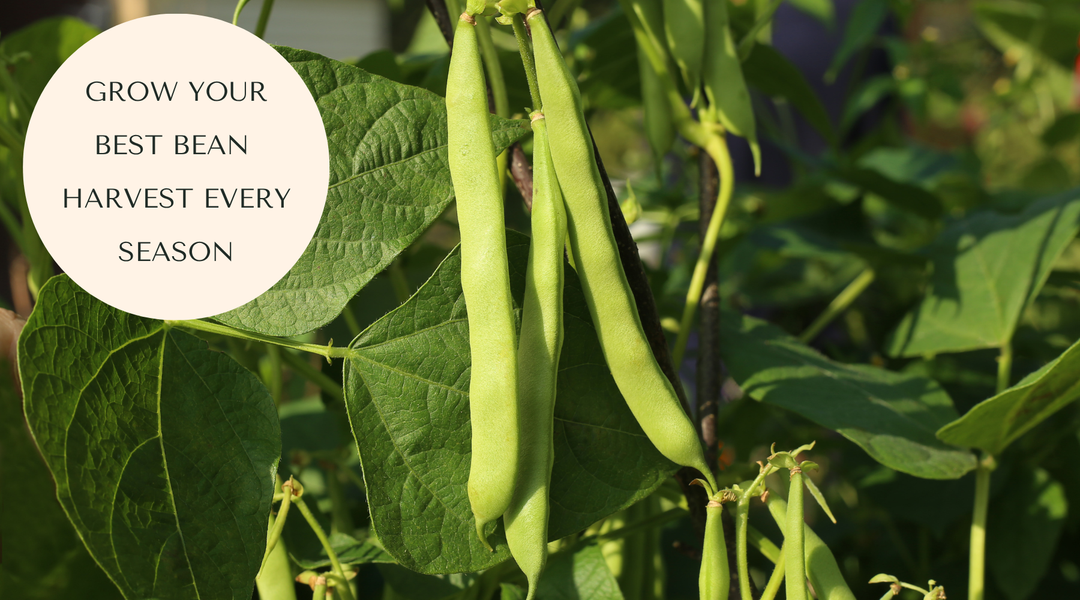 How to Grow Beans in a Raised Cedar Planter