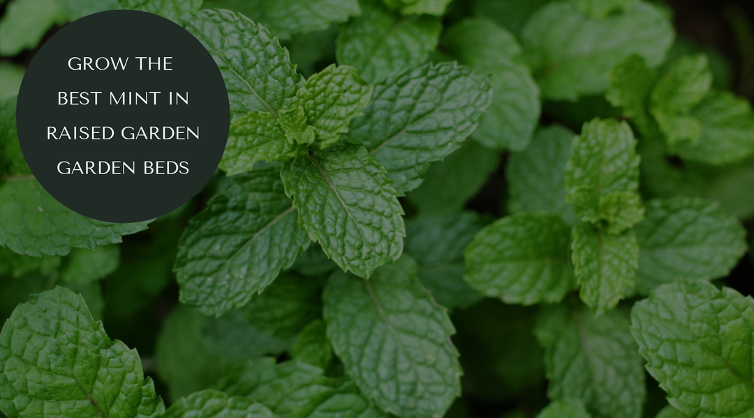 How to Grow Mint Without It Taking Over Your Garden