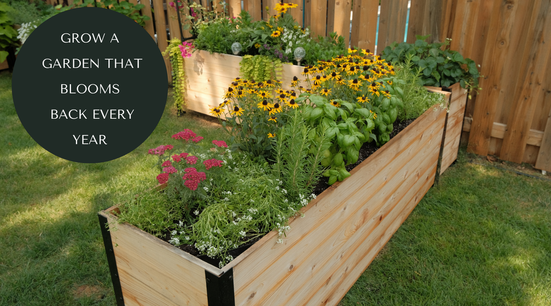 5 Flowers You Only Need to Plant Once in a Raised Bed