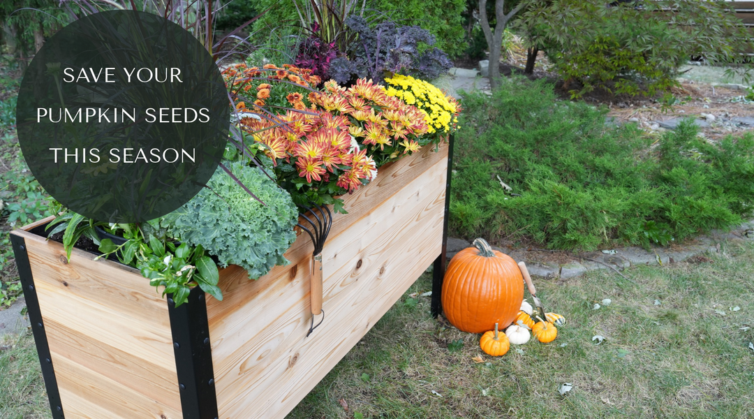 How to Save Pumpkin Seeds to Grow Next Season
