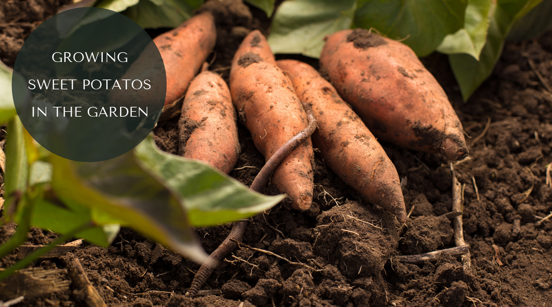 How to Turn One Sweet Potato Into a Garden Full of Slips