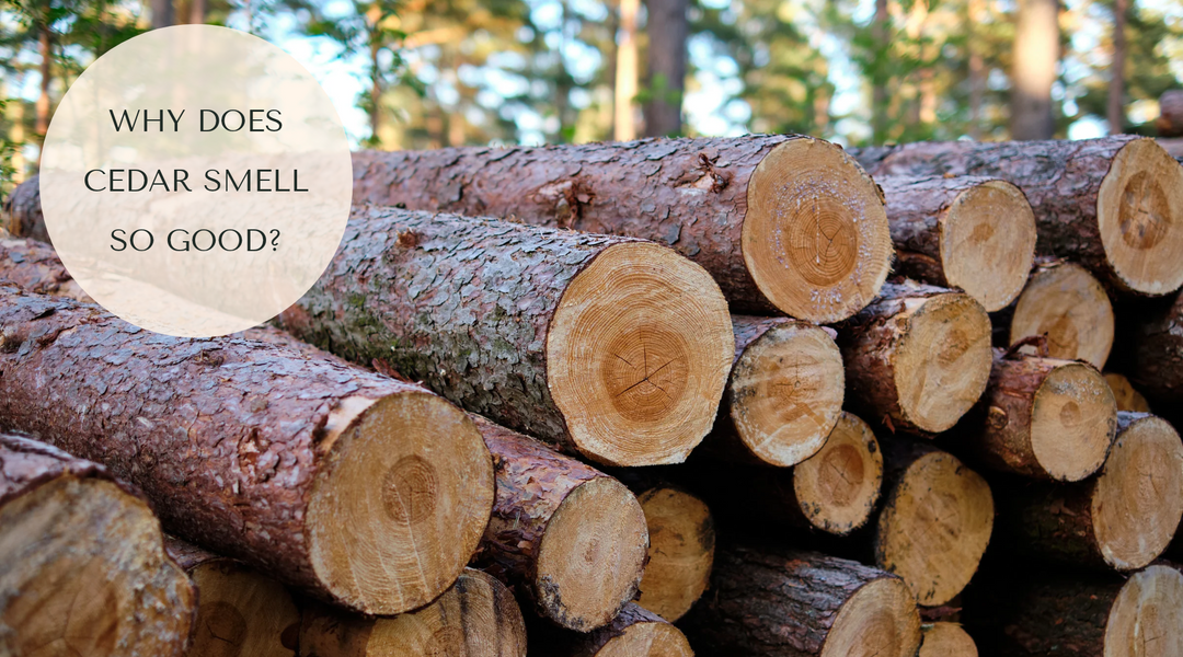 Why Cedar Smells So Good, and Why Your Garden Loves It
