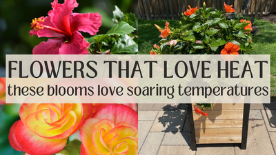 The Best Flowers For Extremely Hot Conditions