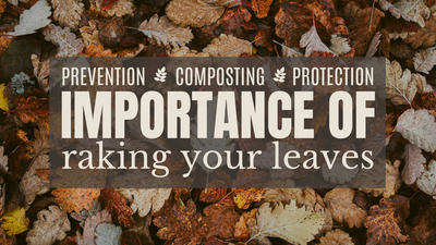 The Importance of Raking your Leaves