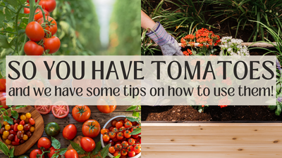 So you've accidentally grown 300,000 tomatoes...now what?