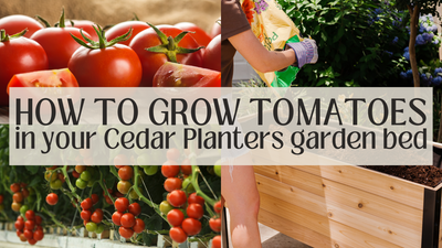 How to grow tomatoes in your Cedar Planters raised garden bed