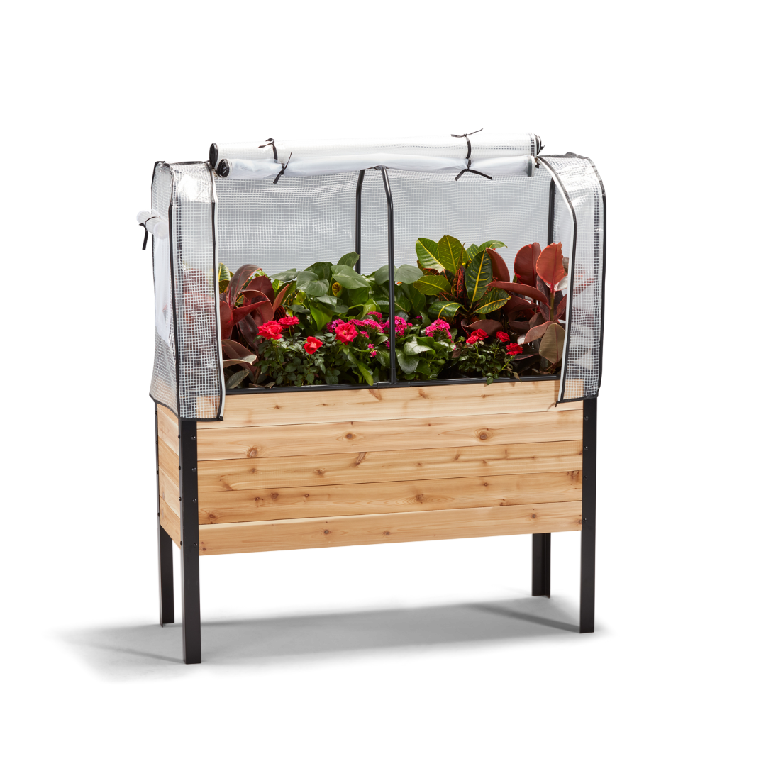 Wooden raised garden bed with plants and a clear cover on a white background