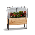Wooden raised garden bed with plants and a clear cover on a white background