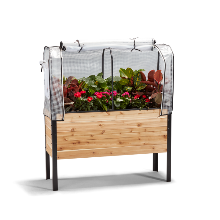 Wooden raised garden bed with plants and a clear cover on a white background