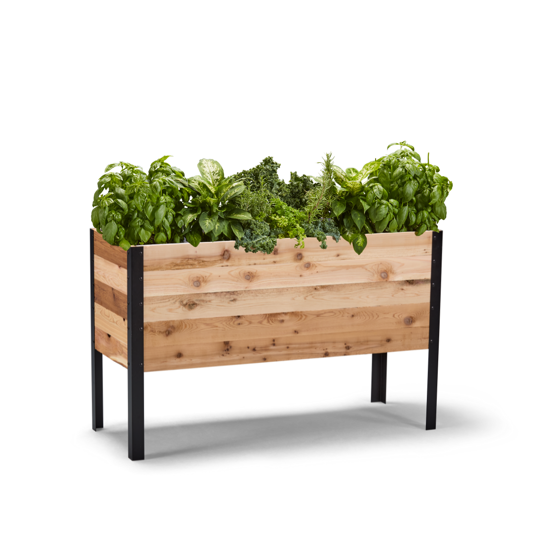 Wooden raised garden bed with herbs on a white background. Rustic style