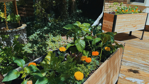 Cedar Planters Image 30232132026556