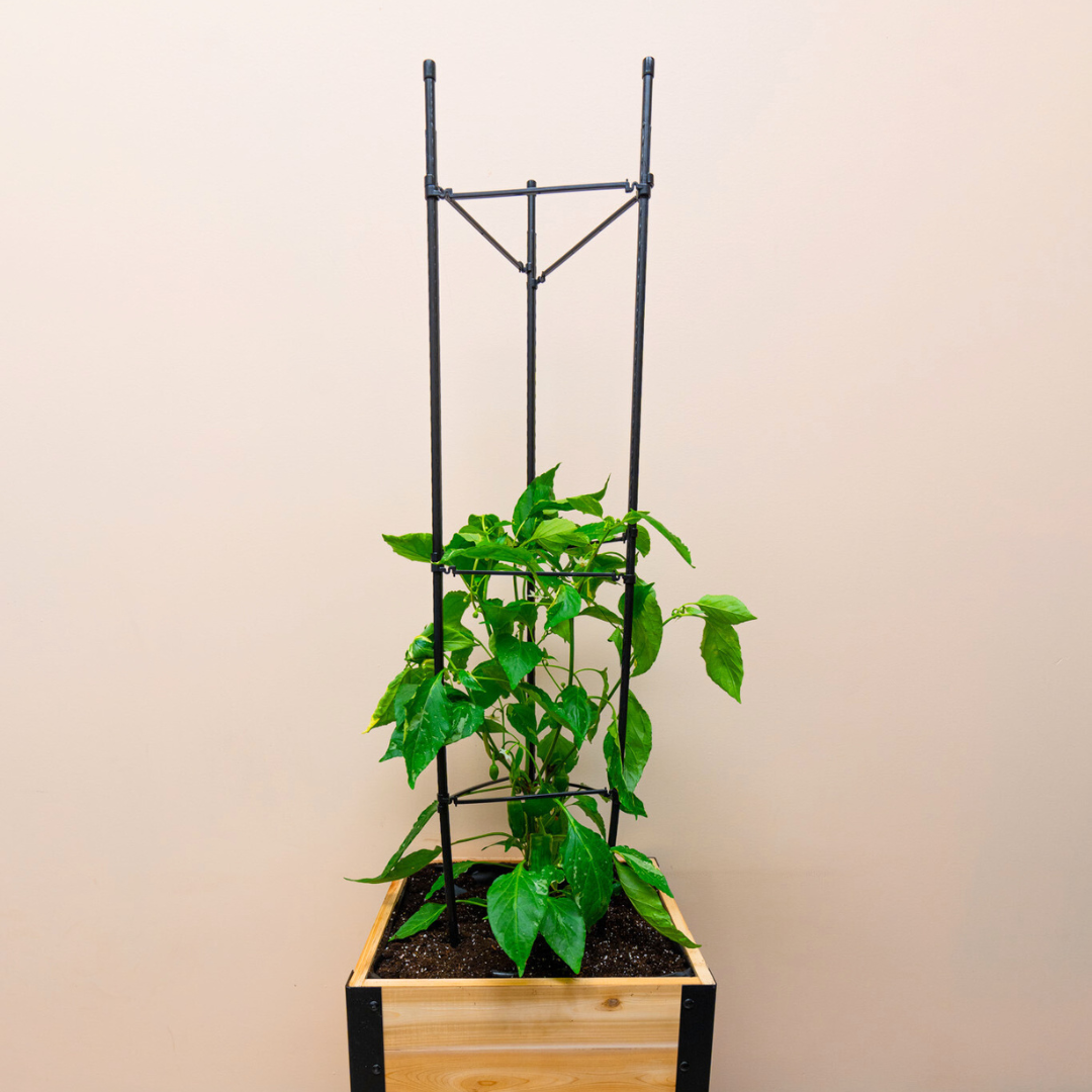 Vegetable Cage – rectangular cedar planter box for outdoor and garden use