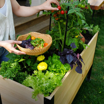 E-Book: Beginner's Guide to Raised Gardening