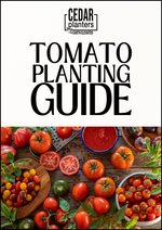 E-book: Tomato planting guide – rectangular cedar planter box for outdoor and garden use