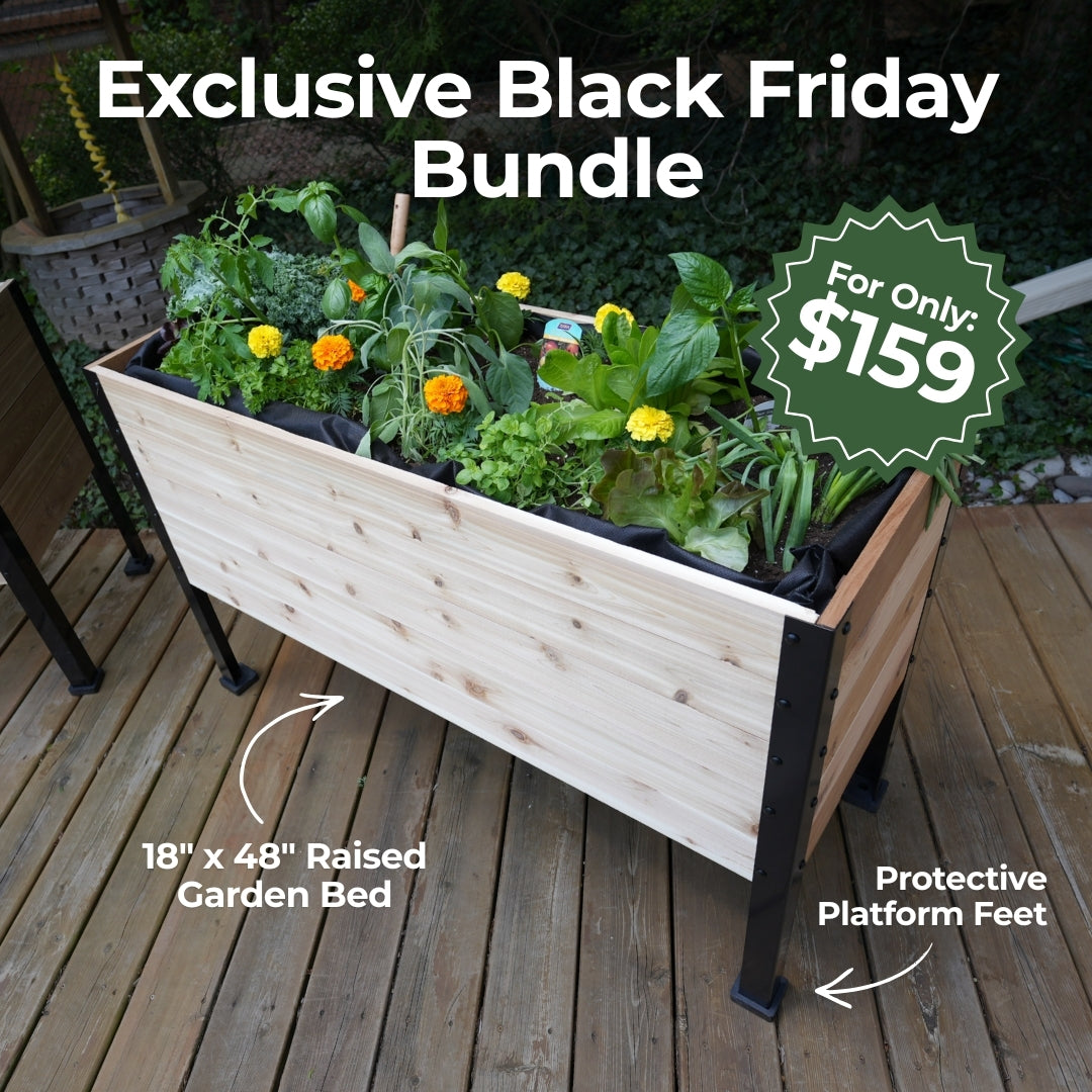 Exclusive Black Friday Bundle