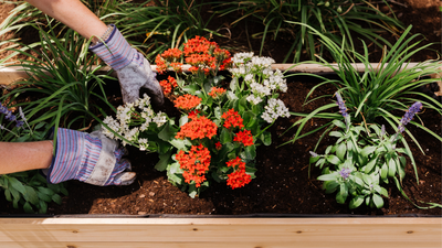 Cedar Planters Image 27461499846844