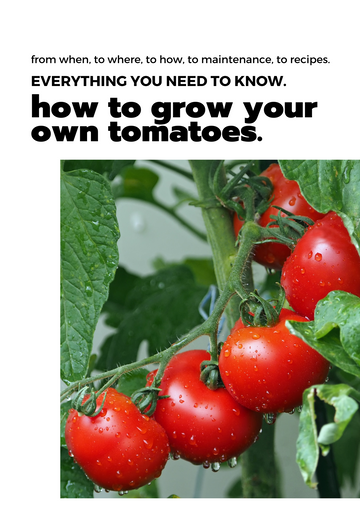 E-book: Tomato planting guide – rectangular cedar planter box for outdoor and garden use